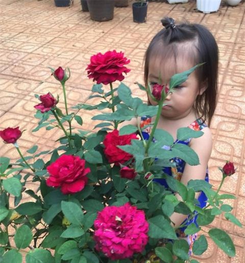 Vườn hoa hồng, vườn cây, hoa hồng, ban công, trồng hoa, cây cảnh, vườn rau, ông chồng 7x