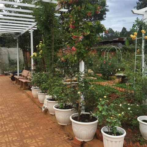 Vườn hoa hồng, vườn cây, hoa hồng, ban công, trồng hoa, cây cảnh, vườn rau, ông chồng 7x