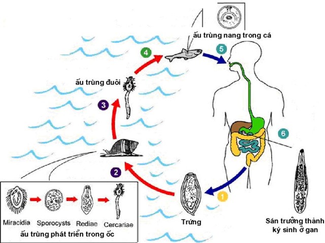 Tiền mất tật mang vì không biết những kiêng kỵ khi ăn cá - Ảnh 2.