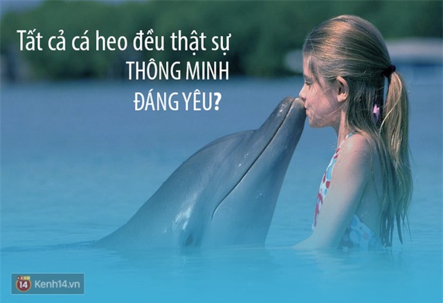 Cá heo không thông minh, đáng yêu như con người tưởng! - Ảnh 1.