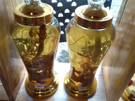 Bi hài, thú chơi sâm, đại gia, nhân sâm, thuốc quý, quý ông, dân chơi, sâm cổ, sâm Ngọc Linh