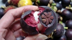 Vỏ măng cụt - 'thần dược' chống lão hóa bạn đang bỏ đi