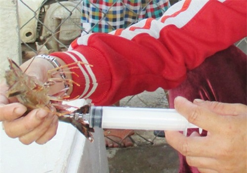 1_tom_bom_tap_chat_bb_baaac4e_QQ7