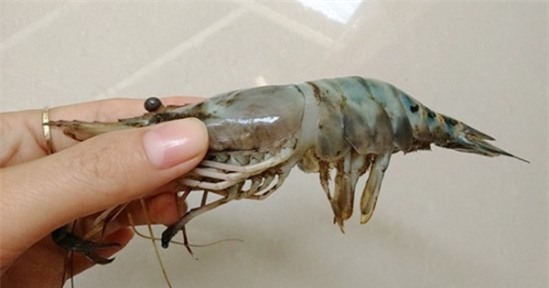 20150122075749_tom4_bb_baaacm_Ippg