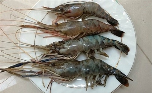 cach_chon_tom_ngon_3_bb_baaad_BPKe_J