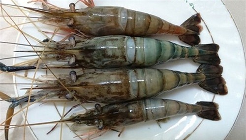 cach_chon_tom_ngon_4_bb_baaab_U3r_Gc