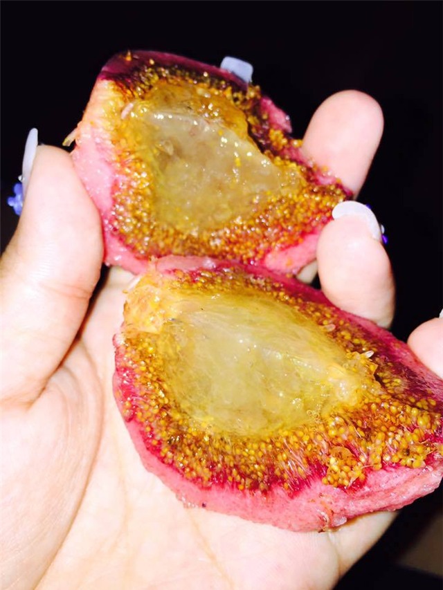 sung khổng lồ, quả vả rừng, ngõa mật rừng, dân hà thành, đặt mua ngõa mật rừng