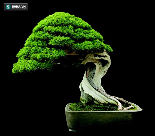 Bí mật chậu ma thuật làm cây bay lơ lửng mà vẫn xanh tốt - Ảnh 1.