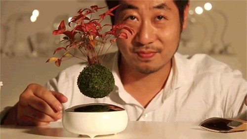 Bí mật chậu ma thuật làm cây bay lơ lửng mà vẫn xanh tốt - Ảnh 2.