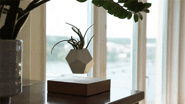 Bí mật chậu ma thuật làm cây bay lơ lửng mà vẫn xanh tốt - Ảnh 3.