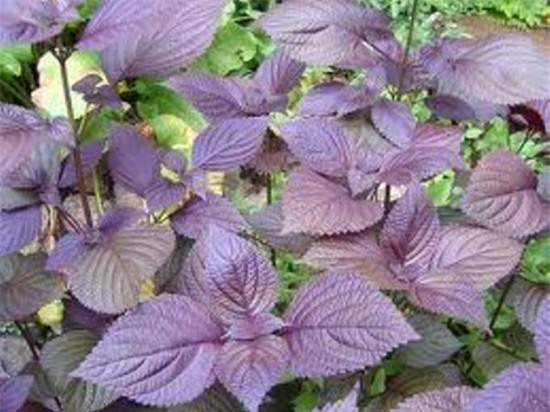 anh-7-giaoducvietnam