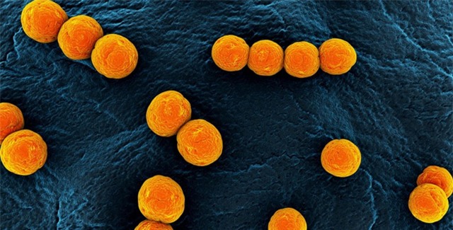 Vi khuẩn kháng kháng sinh được phát hiện trong đường ruột của xác ướp 1.000 năm tuổi