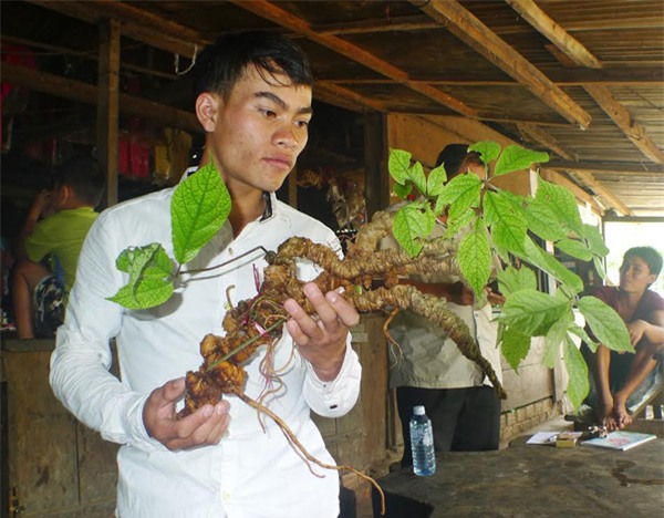 sâm Ngọc linh, sâm khủng, cụ sâm, sâm cổ, vào rừng tìm sâm, sâm quý, trồng sâm trong rừng