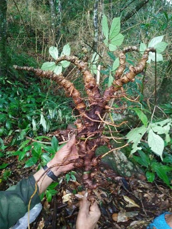 sâm Ngọc linh, sâm khủng, cụ sâm, sâm cổ, vào rừng tìm sâm, sâm quý, trồng sâm trong rừng