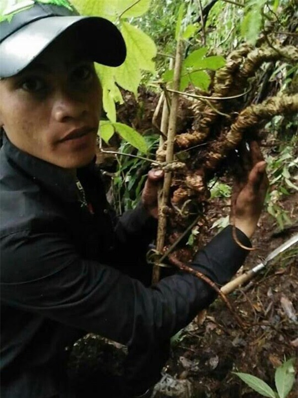 sâm Ngọc linh, sâm khủng, cụ sâm, sâm cổ, vào rừng tìm sâm, sâm quý, trồng sâm trong rừng