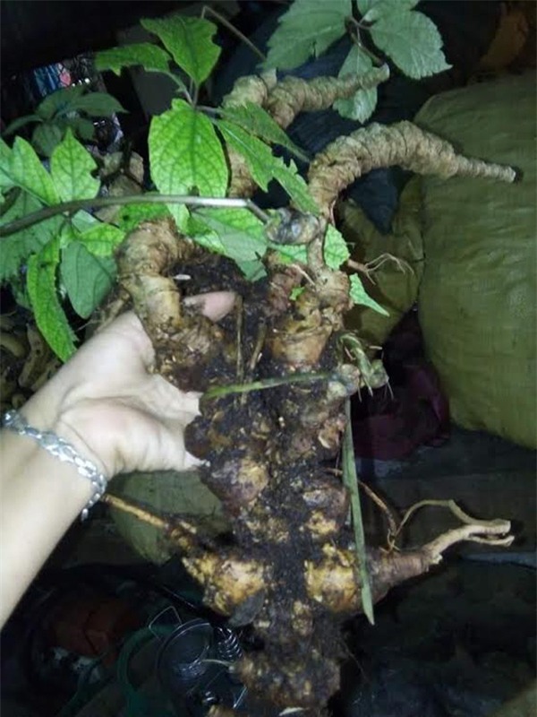 sâm Ngọc linh, sâm khủng, cụ sâm, sâm cổ, vào rừng tìm sâm, sâm quý, trồng sâm trong rừng