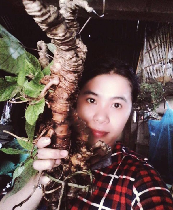 sâm Ngọc linh, sâm khủng, cụ sâm, sâm cổ, vào rừng tìm sâm, sâm quý, trồng sâm trong rừng