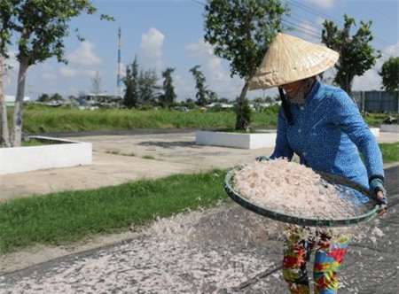 Ngư dân Bạc Liêu trúng mùa ruốc nhưng vẫn còn lo về việc tiêu thụ.