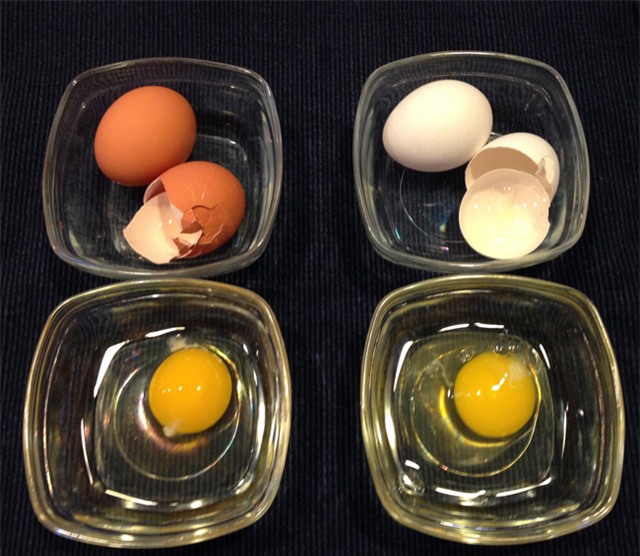 Nhiều người chọn mua trứng màu nâu mà không biết đến sự thật này - Ảnh 3.
