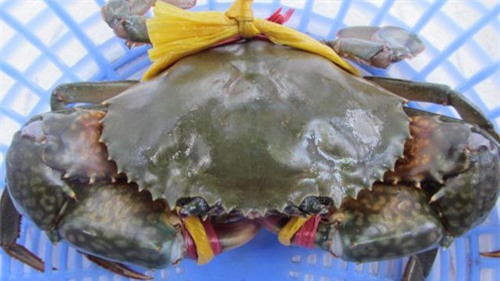 hải sản, bí quyết