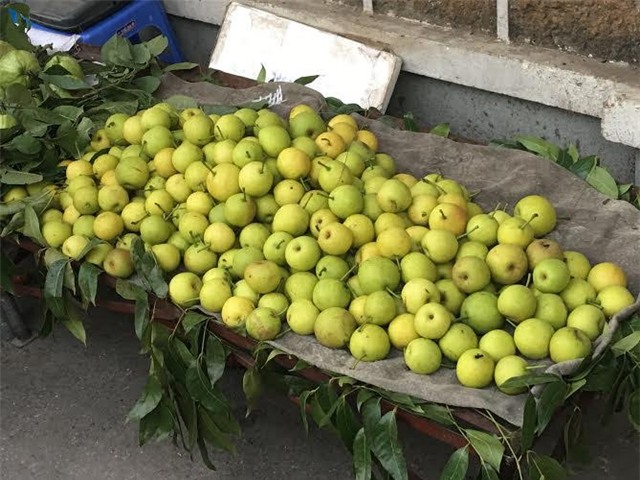 lê siêu ngọt, lê lào cai, lê trung quốc, lê siêu ngọt Hà nội, dưa lê, lê lạ