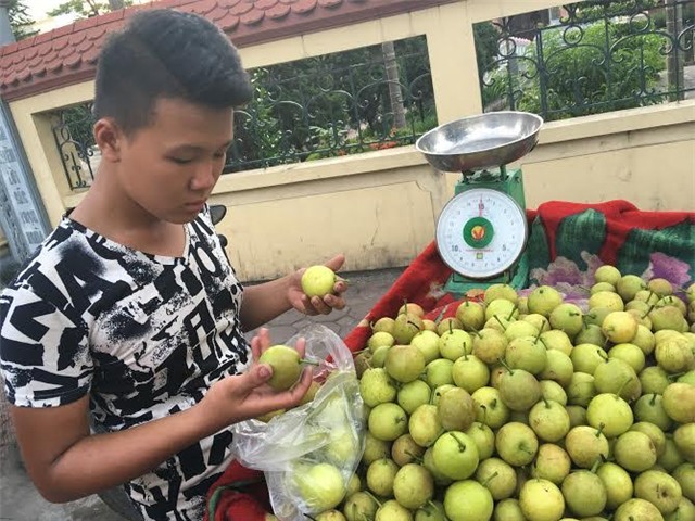lê siêu ngọt, lê lào cai, lê trung quốc, lê siêu ngọt Hà nội, dưa lê, lê lạ