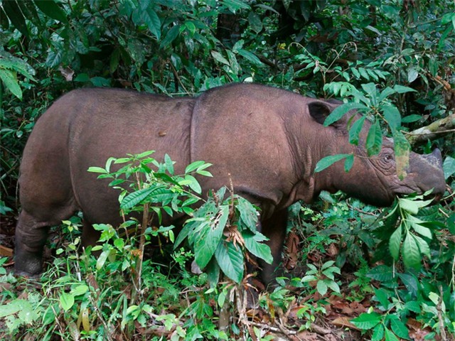 7 loài vật quý hiếm sắp vĩnh viễn biến mất khỏi hành tinh này - Ảnh 2.