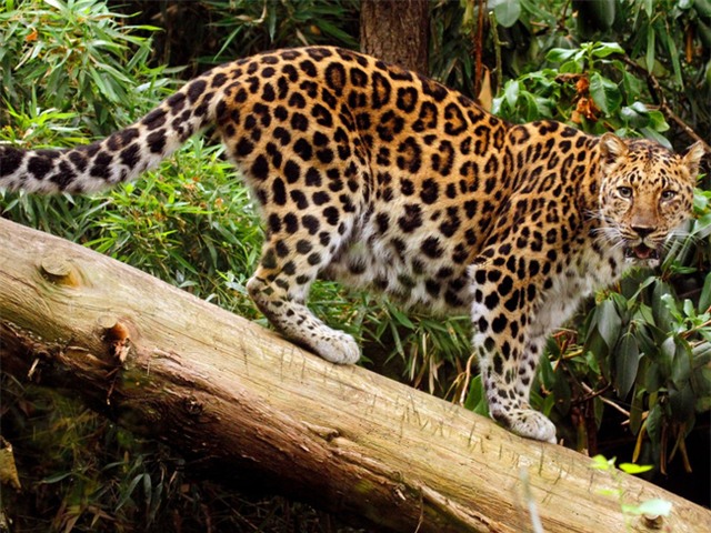 7 loài vật quý hiếm sắp vĩnh viễn biến mất khỏi hành tinh này - Ảnh 5.