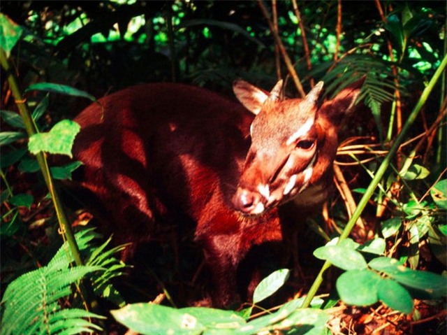 7 loài vật quý hiếm sắp vĩnh viễn biến mất khỏi hành tinh này - Ảnh 7.