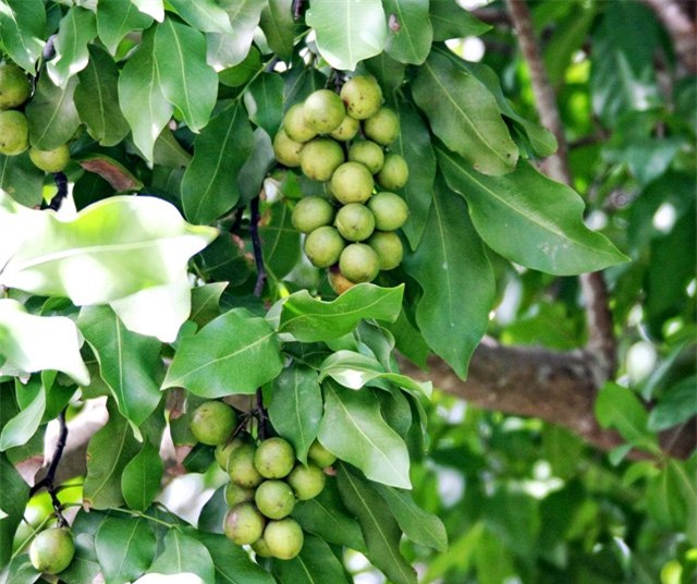 ky la chanh vo xanh ruot vang nhu nghe, an duoc ca... hat hinh anh 1