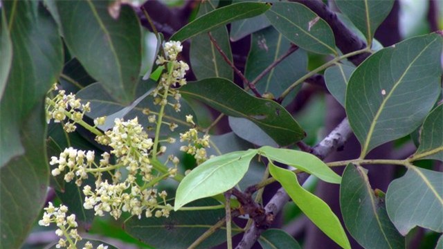 ky la chanh vo xanh ruot vang nhu nghe, an duoc ca... hat hinh anh 10