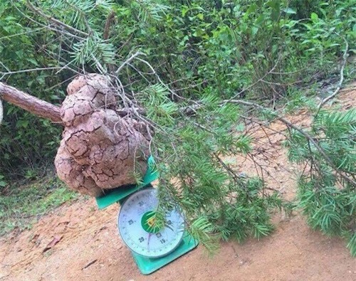 Tìm được nấm phục linh "khủng" quý hiếm, 200 triệu chưa bán - 1