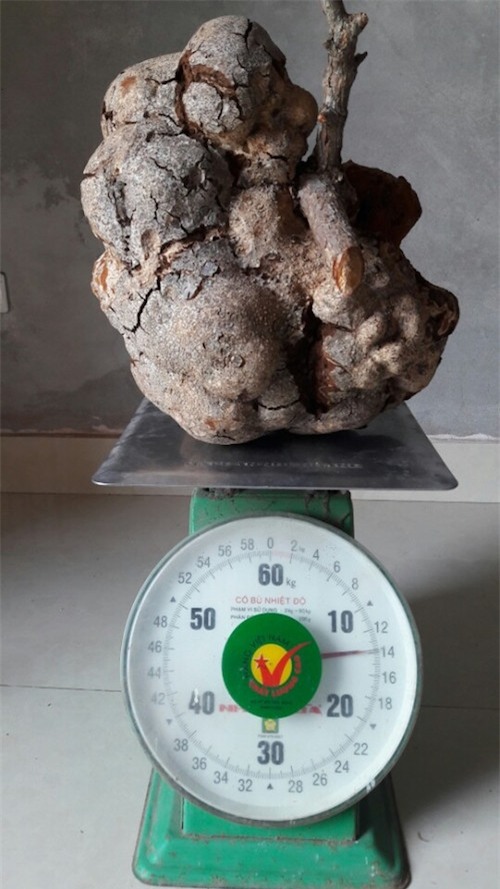 Tìm được nấm phục linh "khủng" quý hiếm, 200 triệu chưa bán - 2