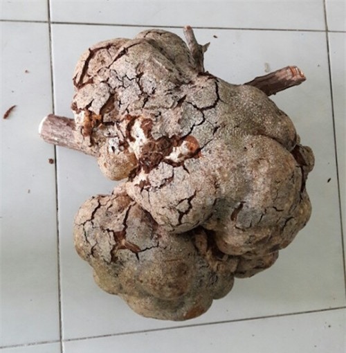 Tìm được nấm phục linh "khủng" quý hiếm, 200 triệu chưa bán - 3