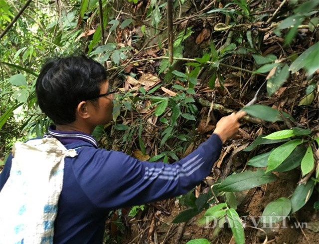 can canh cay sam "nho vo" cua nguoi ca dong hinh anh 2