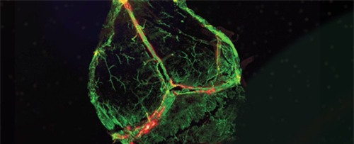 Phát hiện mạch bạch huyết chưa từng thấy trong não người - 1