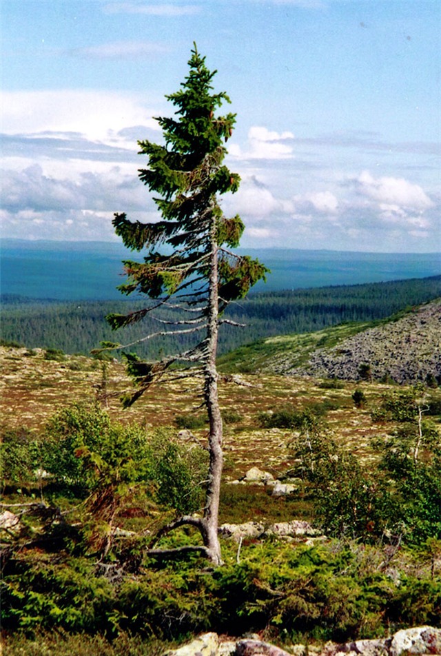 cây già nhất hành tinh, thọ 9.550 năm, cây tùng bách, Kỷ Băng Hà, biến đổi khí hậu