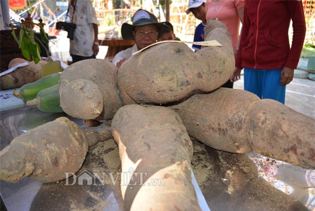 Bụi sắn, nửa tạ‎, củ sắn, khoai mì, nông dân, Quảng Nam, đào được, trưng bày,