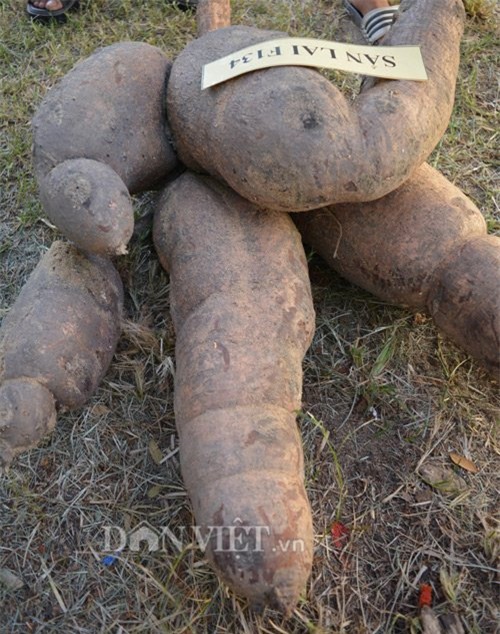 Bụi sắn, nửa tạ‎, củ sắn, khoai mì, nông dân, Quảng Nam, đào được, trưng bày,