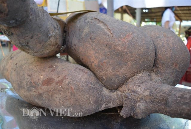 Bụi sắn, nửa tạ‎, củ sắn, khoai mì, nông dân, Quảng Nam, đào được, trưng bày,