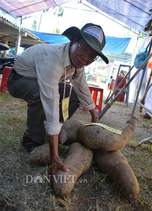 Bụi sắn, nửa tạ‎, củ sắn, khoai mì, nông dân, Quảng Nam, đào được, trưng bày,