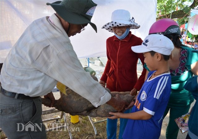 Bụi sắn, nửa tạ‎, củ sắn, khoai mì, nông dân, Quảng Nam, đào được, trưng bày,