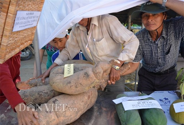 Bụi sắn, nửa tạ‎, củ sắn, khoai mì, nông dân, Quảng Nam, đào được, trưng bày,