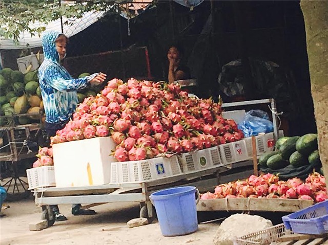 thanh long, thanh long ruột đỏ, thanh long ở Hà nội, thanh long đổ đống vỉa hè, nhà vườn thanh long, thanh long giá rẻ