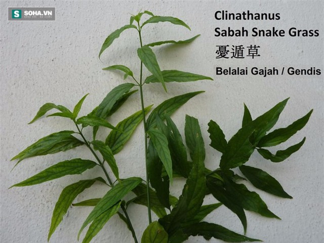 Cây bìm bịp - bỗng chốc nổi tiếng nhờ tác dụng chữa ung thư? - Ảnh 1.