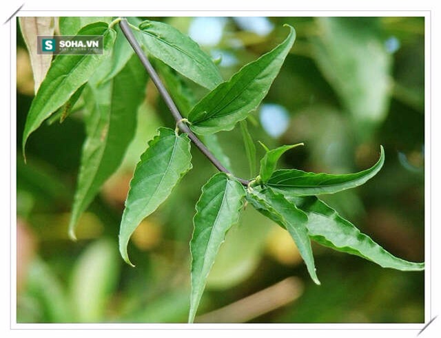 Cây bìm bịp - bỗng chốc nổi tiếng nhờ tác dụng chữa ung thư? - Ảnh 2.