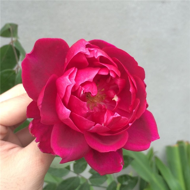 fondant, gumpaste, bánh ngọt, Nguyễn Vũ Hoàng Anh, hoa giả, khởi nghiệp, 9x, thầy giáo, làm bánh, bánh ngọt,học nghề