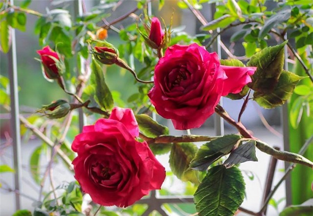 fondant, gumpaste, bánh ngọt, Nguyễn Vũ Hoàng Anh, hoa giả, khởi nghiệp, 9x, thầy giáo, làm bánh, bánh ngọt,học nghề