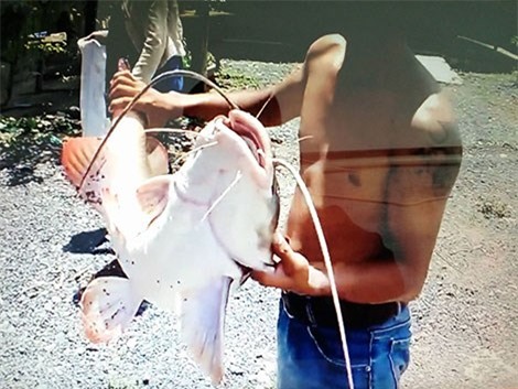 cá khổng lồ, câu cá khổng lồ, sông chảy ngược, cần thủ, câu cá, cá lăng khổng lồ, cá sông