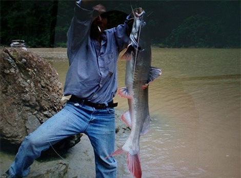 cá khổng lồ, câu cá khổng lồ, sông chảy ngược, cần thủ, câu cá, cá lăng khổng lồ, cá sông